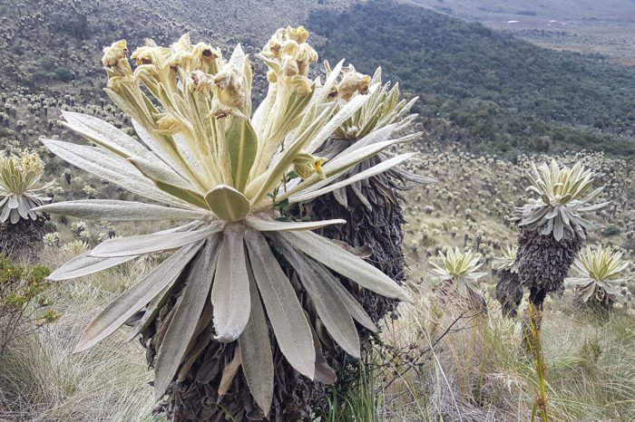 Nariño de Volcanes y Lagos – Plan 5 Días 4 Noches